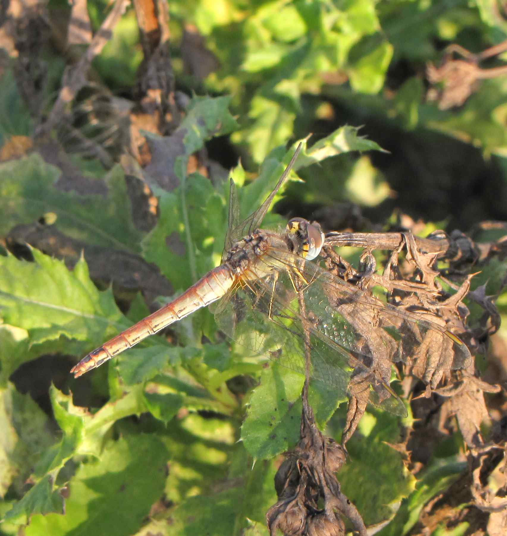 sympetrum